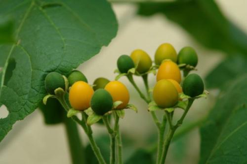 Деревянные помидоры. Сорта тамарилло