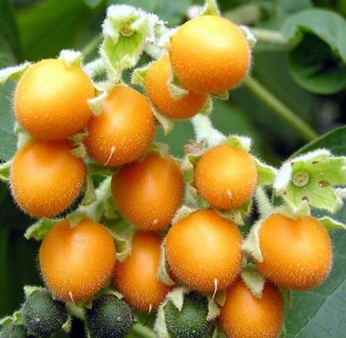 Деревянные помидоры. Сорта тамарилло