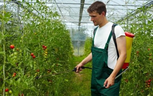 Почему у томатов белая мякоть у плодоножки. Почему появляются белые плодоножки внутри помидоров - причины 14