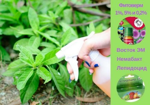 Биопрепараты от вредителей сада. Группы биопрепаратов от вредителей и болезней растений