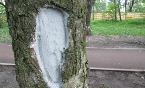 Как спасти ствол яблони. Болезни 11