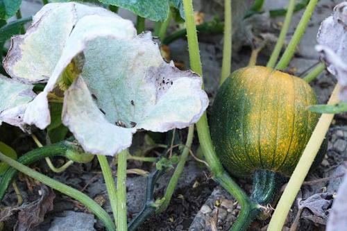 Дозревает ли срезанная тыква. Что делать, если тыква не дозрела, а лоза уже погибла: превращаем зеленый плод в оранжевый 02 Дозревает ли срезанная тыква. Что делать, если тыква не дозрела, а лоза уже погибла: превращаем зеленый плод в оранжевый 02