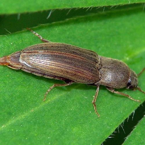 Вредители ствола яблони. Вредители яблонь хрущик и щелкун: фото и средства борьбы с ними