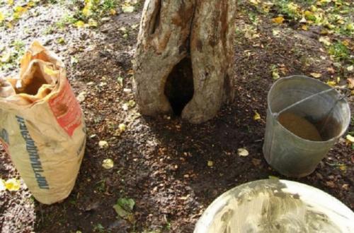 Как спасти ствол яблони. Болезни 14