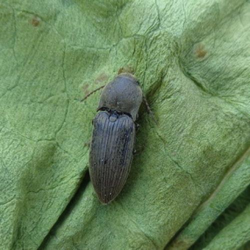 Вредители ствола яблони. Вредители яблонь хрущик и щелкун: фото и средства борьбы с ними