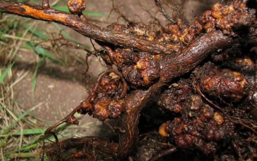 Гниет ствол яблони, что делать. Болезни ствола яблонь: их признаки и лечение (с фото)