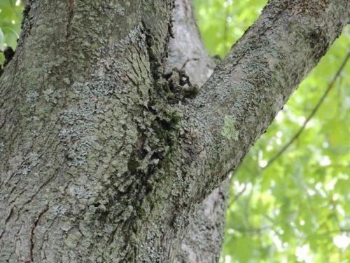 Гниет ствол яблони, что делать. Болезни ствола яблонь: их признаки и лечение (с фото)