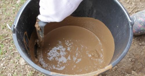 Как спасти ствол яблони. Болезни 13