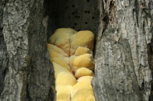 Как спасти ствол яблони. Болезни 12