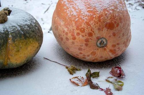 Дозревает ли срезанная тыква. Что делать, если тыква не дозрела, а лоза уже погибла: превращаем зеленый плод в оранжевый 04 Дозревает ли срезанная тыква. Что делать, если тыква не дозрела, а лоза уже погибла: превращаем зеленый плод в оранжевый 04