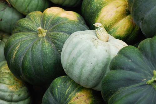 Дозревает ли срезанная тыква. Что делать, если тыква не дозрела, а лоза уже погибла: превращаем зеленый плод в оранжевый 06 Дозревает ли срезанная тыква. Что делать, если тыква не дозрела, а лоза уже погибла: превращаем зеленый плод в оранжевый 06