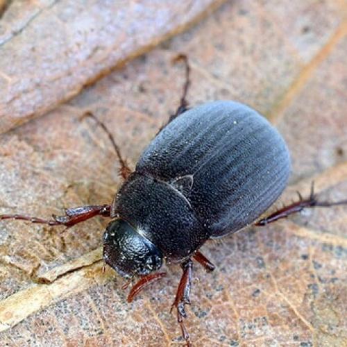 Вредители ствола яблони. Вредители яблонь хрущик и щелкун: фото и средства борьбы с ними