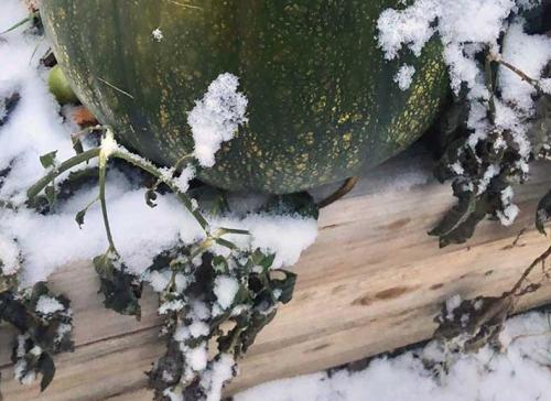 Дозревает ли срезанная тыква. Что делать, если тыква не дозрела, а лоза уже погибла: превращаем зеленый плод в оранжевый 01 Дозревает ли срезанная тыква. Что делать, если тыква не дозрела, а лоза уже погибла: превращаем зеленый плод в оранжевый 01