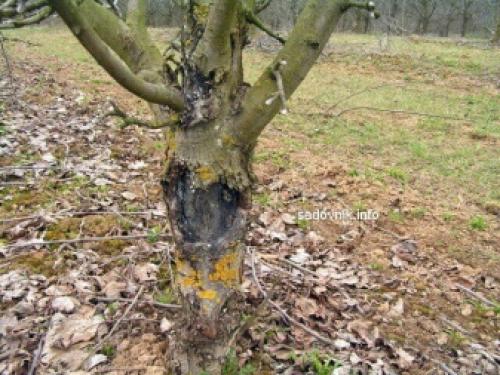 Как спасти ствол яблони. Болезни 01