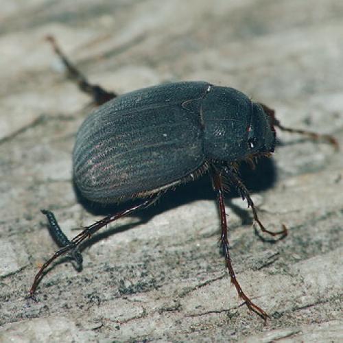 Вредители ствола яблони. Вредители яблонь хрущик и щелкун: фото и средства борьбы с ними