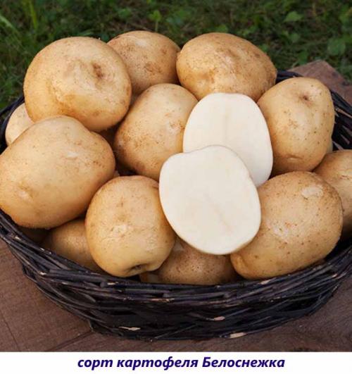 сорта картофеля с белой рассыпчатой мякотью. рассыпчатые сорта картофеля – топ-20 2022 года