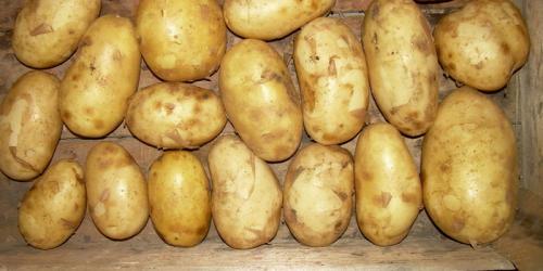 сорта картофеля с белой рассыпчатой мякотью. рассыпчатые сорта картофеля – топ-20 2022 года