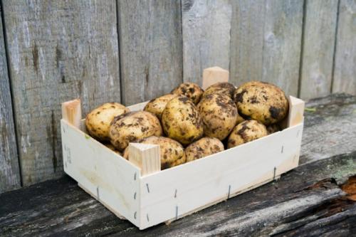 лучшие сорта картофеля для хранения. как грамотно выбрать сорт картофеля на хранение на зиму?