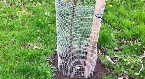 Как защитить саженцы от грызунов зимой: эффективные способы 13 Как защитить саженцы от грызунов зимой: эффективные способы 13