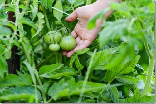 Какой сезон выращивания наилучшим образом подходит для сорта томата Поль Робсон. Томат Поль Робсон: рост, история и уход за растением