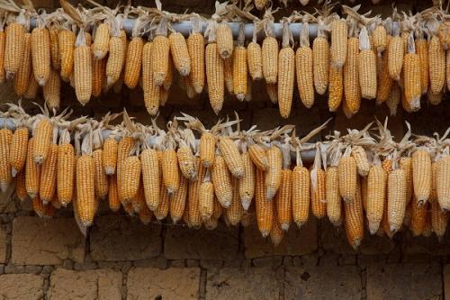 Влияют ли заморозки на содержание питательных веществ в кукурузе. Как хранить свежую кукурузу в початках и зернами, условия и сроки