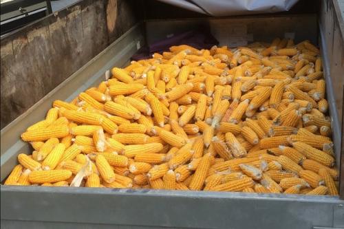 Влияют ли заморозки на содержание питательных веществ в кукурузе. Как хранить свежую кукурузу в початках и зернами, условия и сроки