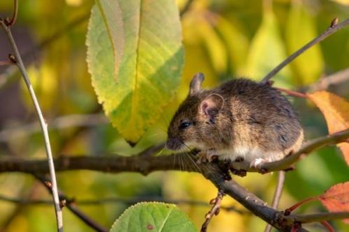 Какие советы по уходу за саженцами помогут предотвратить появление грызунов. Как вы защищаете растения под зимними укрытиями от грызунов? Поделитесь проверенными способами