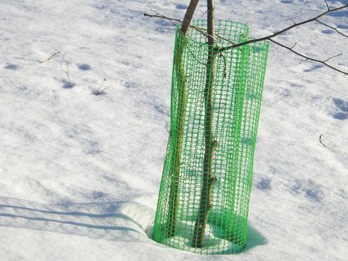 Как защитить саженцы от грызунов зимой: эффективные способы 01 Как защитить саженцы от грызунов зимой: эффективные способы 01