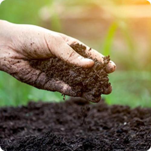 Как подготовить почву для посадки клубники осенью или весной. ПОСАДКА КЛУБНИКИ САДОВОЙ