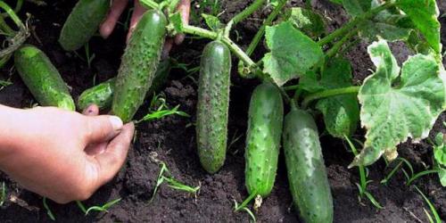 Как исправить горькие огурцы. 10 причин, почему горчат огурцы 02