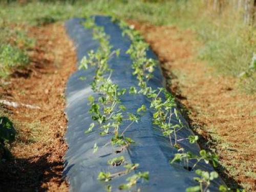 Подготовка грядки для клубники летом. Грядки для клубники под агроволокном 02
