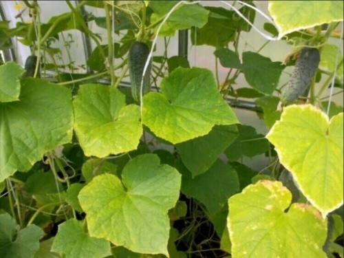 Как исправить горькие огурцы. 10 причин, почему горчат огурцы