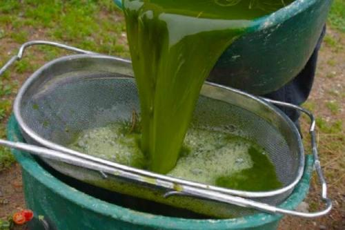 Грядки клубники весной. Как ухаживать за клубникой весной