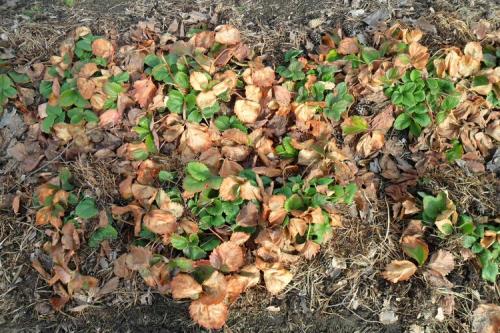 Грядки клубники весной. Как ухаживать за клубникой весной