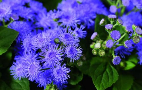 Полезные цветы для огорода. Садоводы рассказали, какой цветок на грядке самый полезный 26