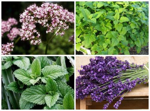 Какие растения не любят муравьи. Растения