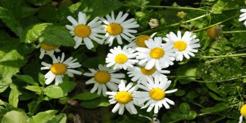 Полезные цветы для огорода. Садоводы рассказали, какой цветок на грядке самый полезный 21