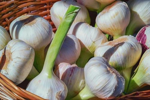 Растения-защитники от тли. Растения - защитники огорода