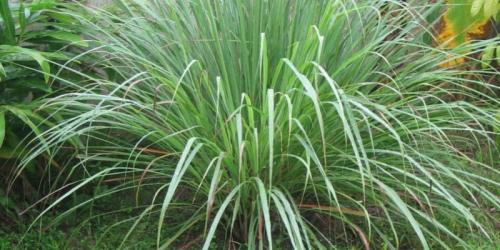 Полезные цветы для огорода. Садоводы рассказали, какой цветок на грядке самый полезный 20