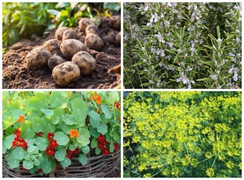 Какие растения не любят муравьи. Растения