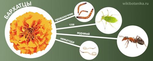 Какой цвет отпугивает насекомых. Бархатцы (от проволочника, нематоды, тли, муравьев)