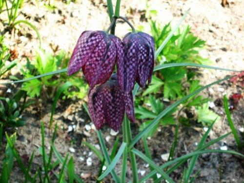 Растения-защитники от тли. Растения - защитники огорода