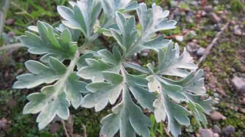 Растения-защитники от тли. Растения - защитники огорода