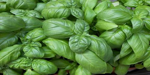 Полезные цветы для огорода. Садоводы рассказали, какой цветок на грядке самый полезный 13