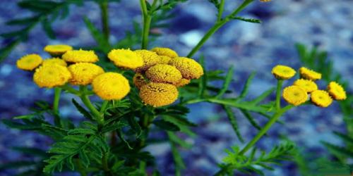 Полезные цветы для огорода. Садоводы рассказали, какой цветок на грядке самый полезный 22