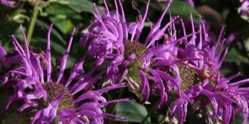 Полезные цветы для огорода. Садоводы рассказали, какой цветок на грядке самый полезный 15