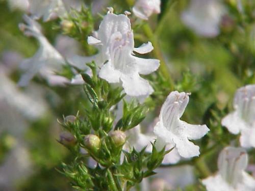 Растения-защитники от тли. Растения - защитники огорода