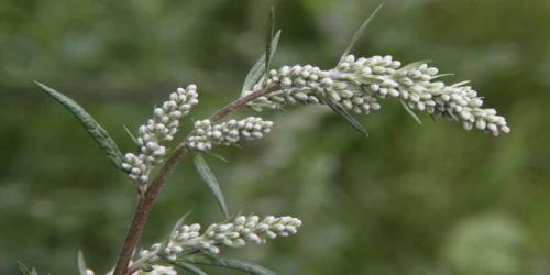 Полезные цветы для огорода. Садоводы рассказали, какой цветок на грядке самый полезный 23