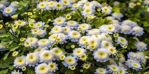 Полезные цветы для огорода. Садоводы рассказали, какой цветок на грядке самый полезный 18