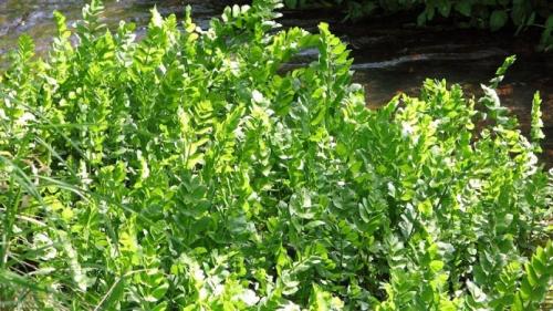 Растения-защитники от тли. Растения - защитники огорода